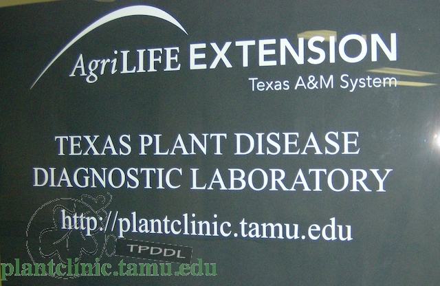 Tamu Lab Injection Texas A&M - Plant Disease Diagnositic Laboratory