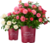 Premium Brands, Exceptional plants - Bailey-1
