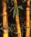 Our Trade Show Profile / Exhibitor Showcase - Bamboosupply-TS1