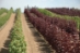 Sester Farms: Event Profile / Showcase - 